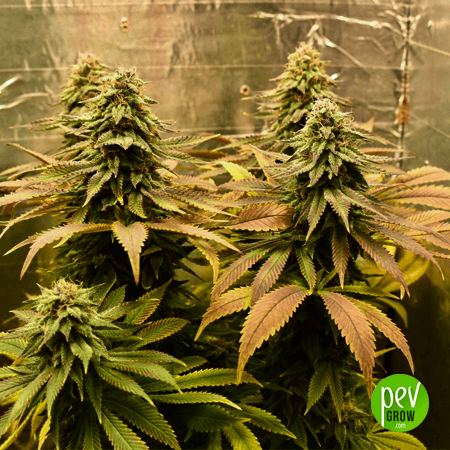 Banana Kush Spanish Bulk seeds